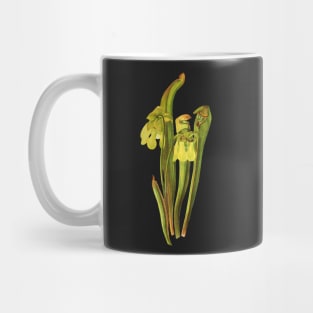 Hooded Pitcherplant - Sarracenia Minor- Walcott - Botanical Illustration Mug